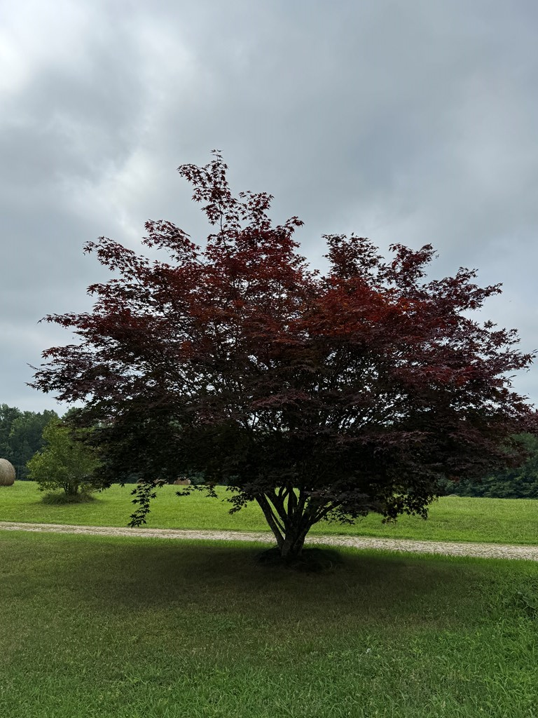 35± Acres of Prime Hunting & Recreational Land in Halifax County VA!