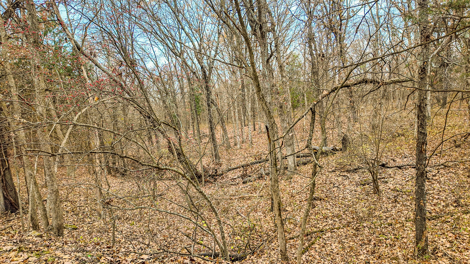 293 +/- acre hunting property for sale Lowry City MO