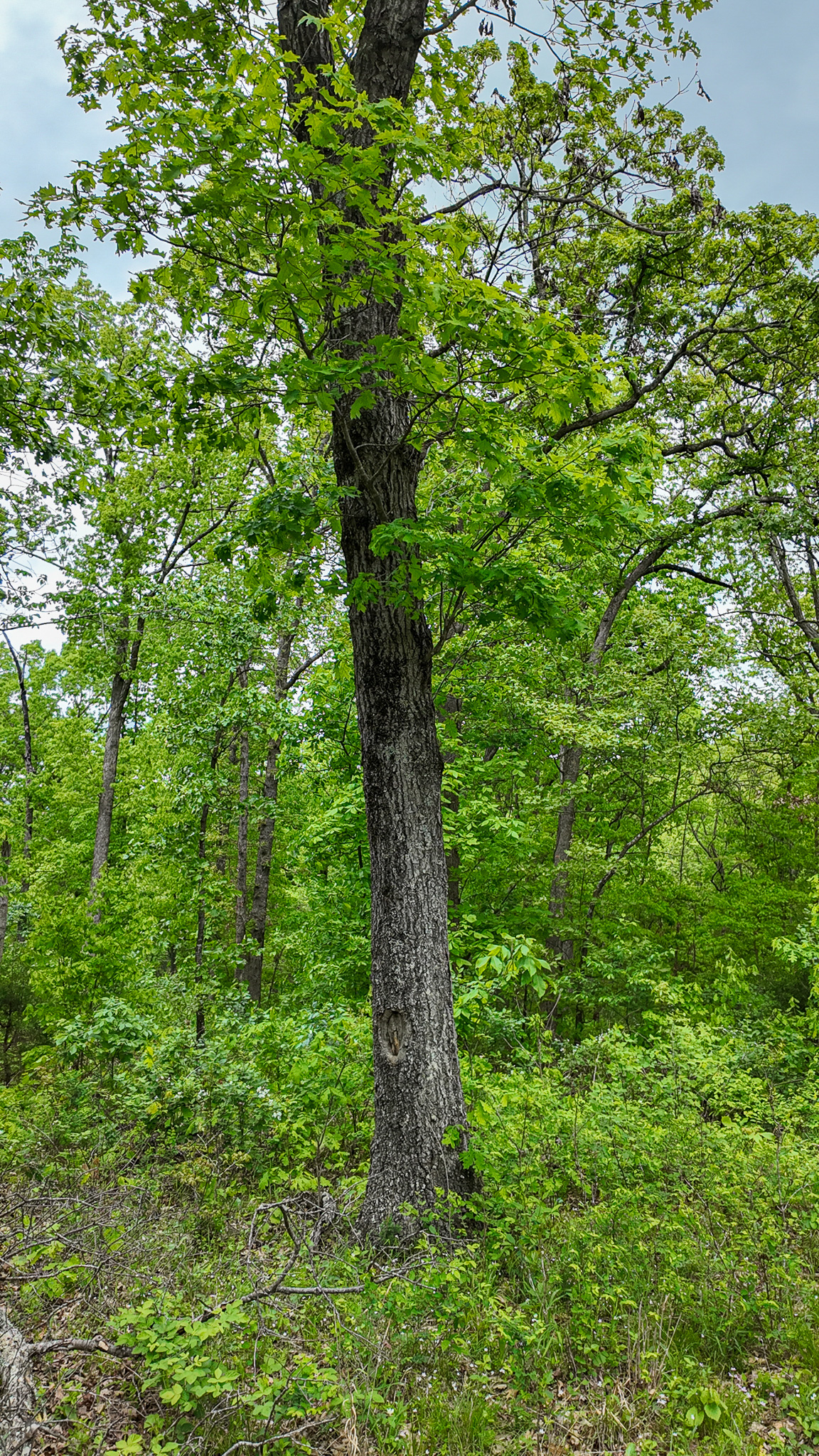 St. Clair County MO Recreational Land