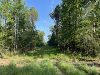 Small Hunting Tract FOR SALE in Amite County, MS