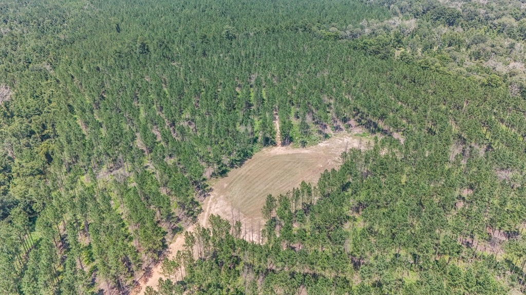 Amite County Hunting Land – The Winding 41