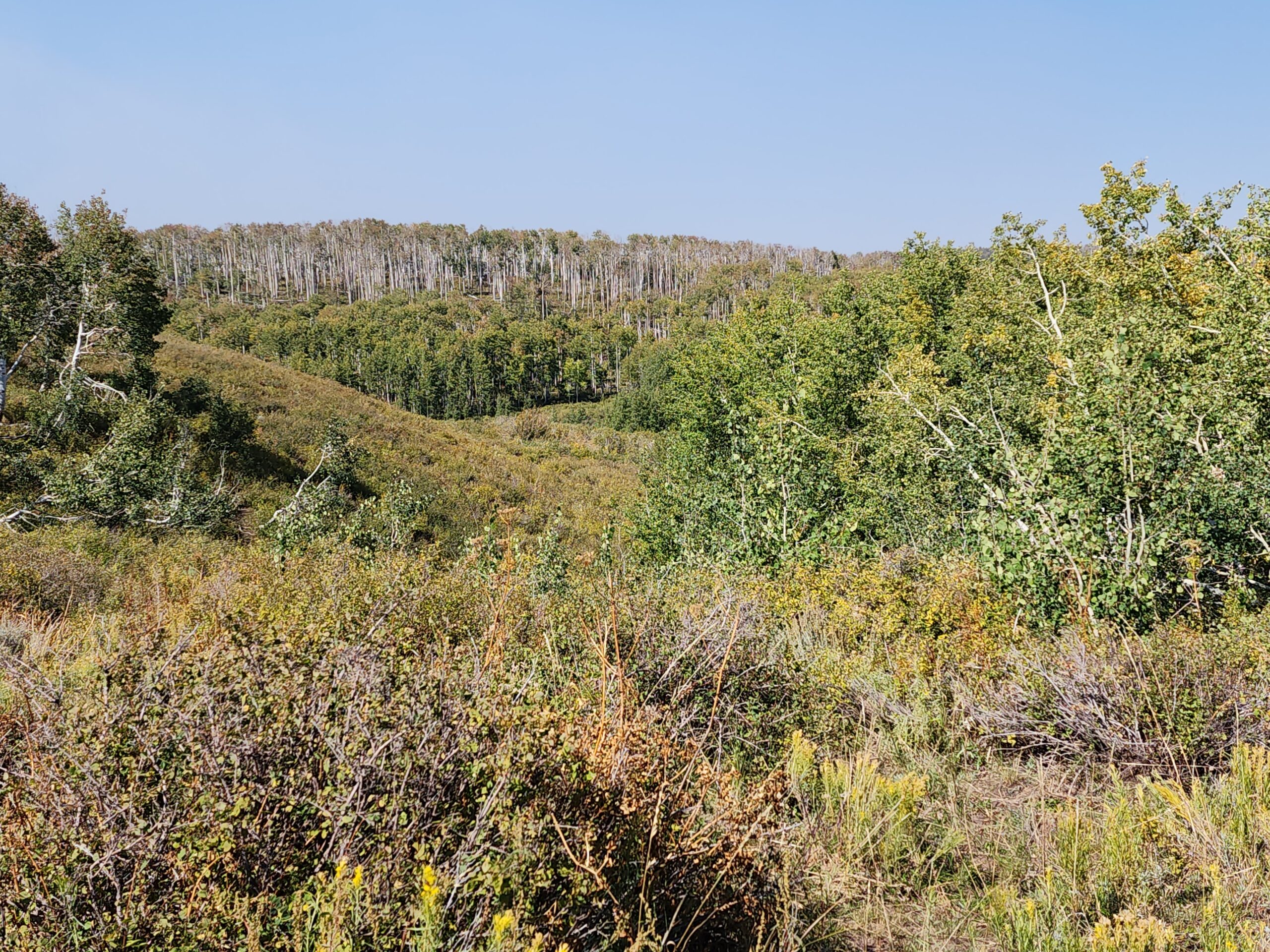 Colorado Hunting and Recreation Land