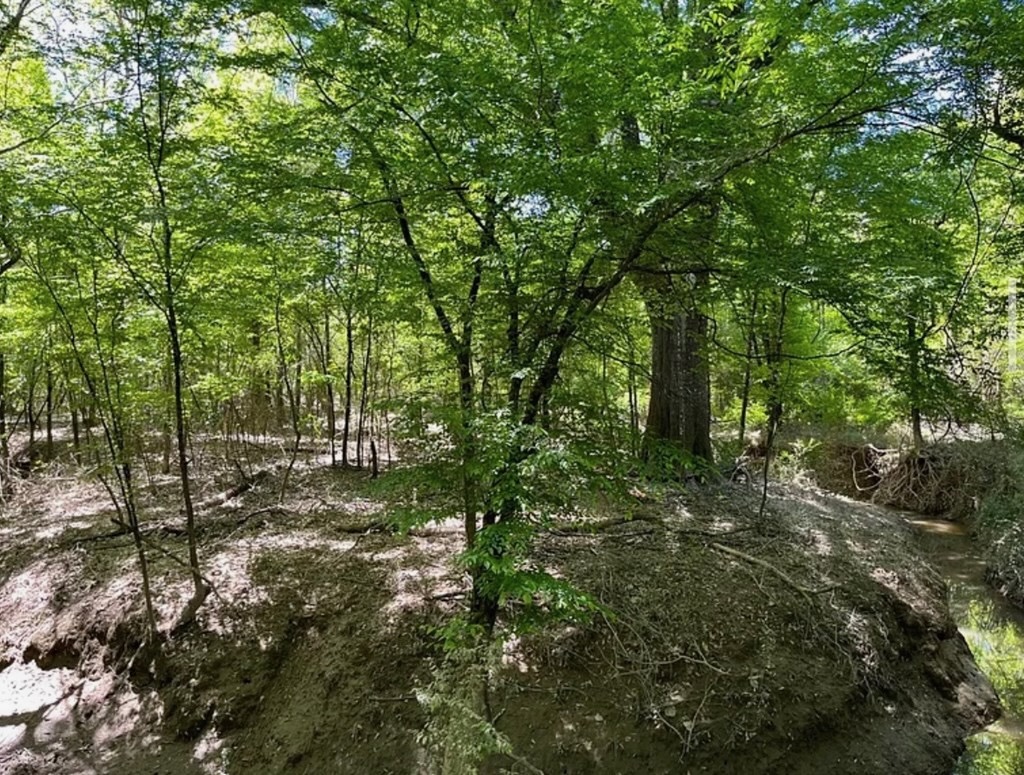 Hunting Land for Sale Near Gloster, Mississippi