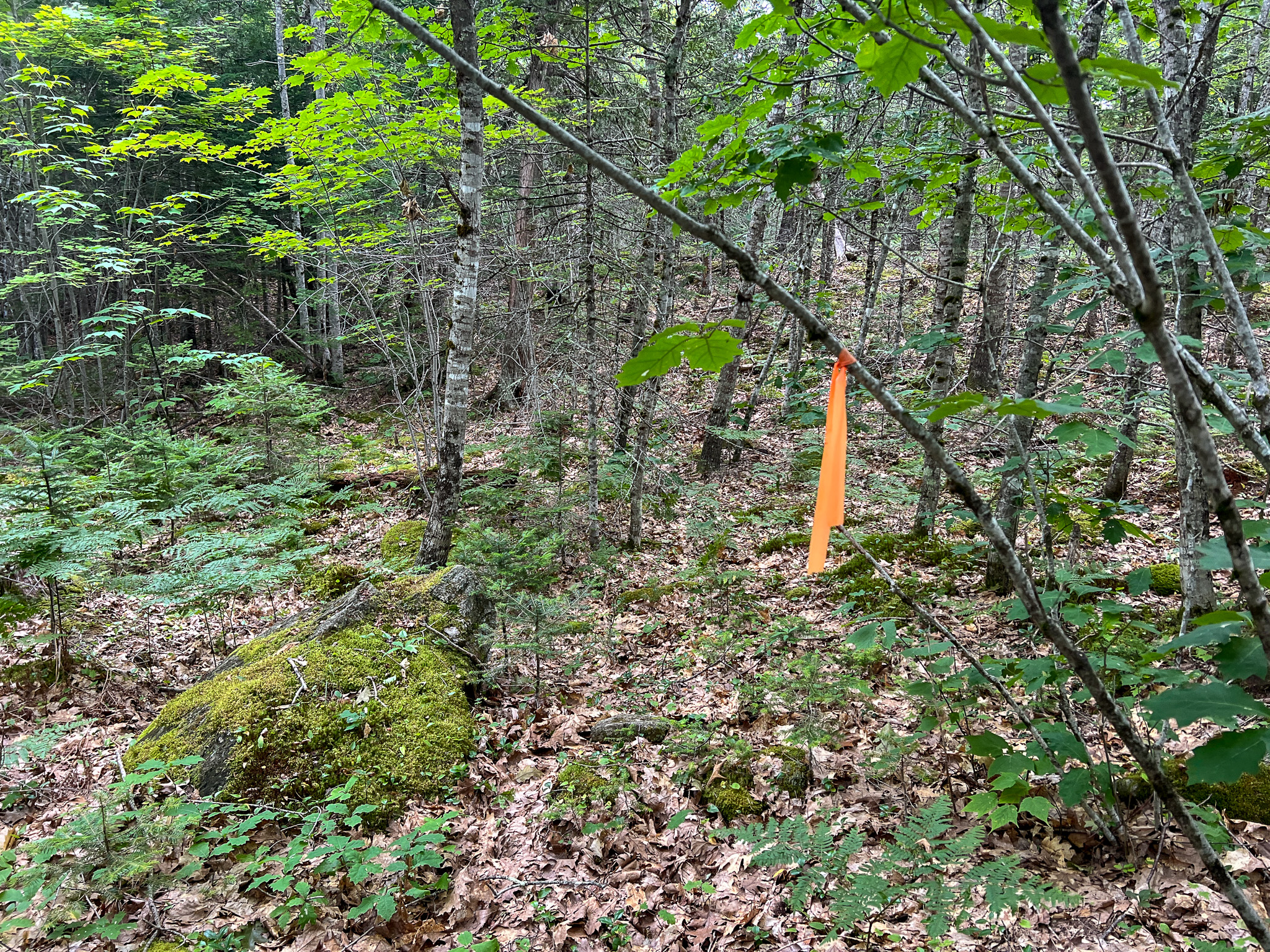 35± Acres with 1500 feet on the Brook