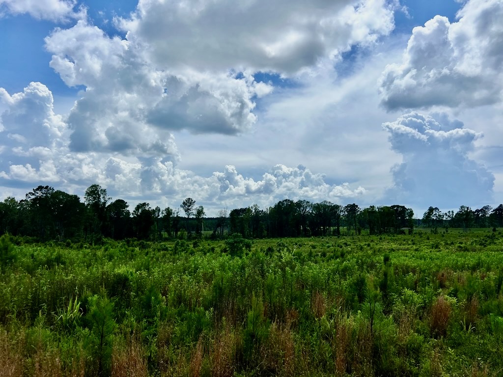 Land for Sale in Amite County, MS