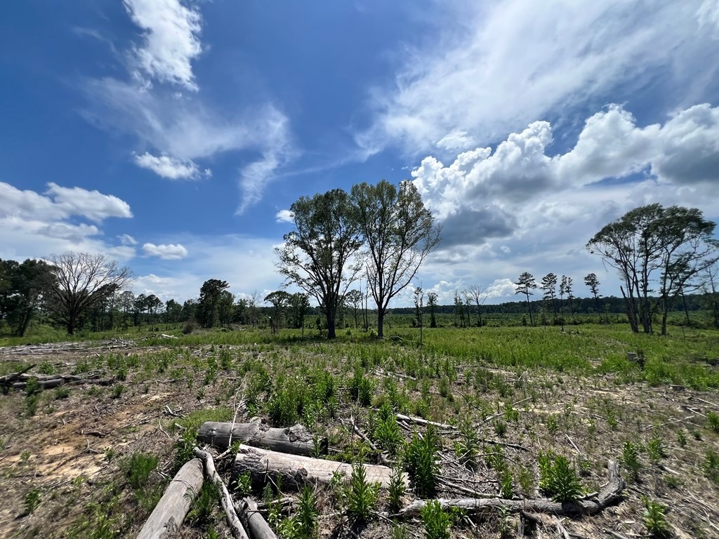 Land for Sale in Amite County, MS