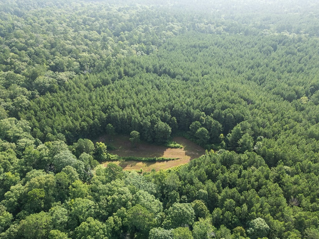 Hunting Land in Woodville, MS – 125 Acres for Sale
