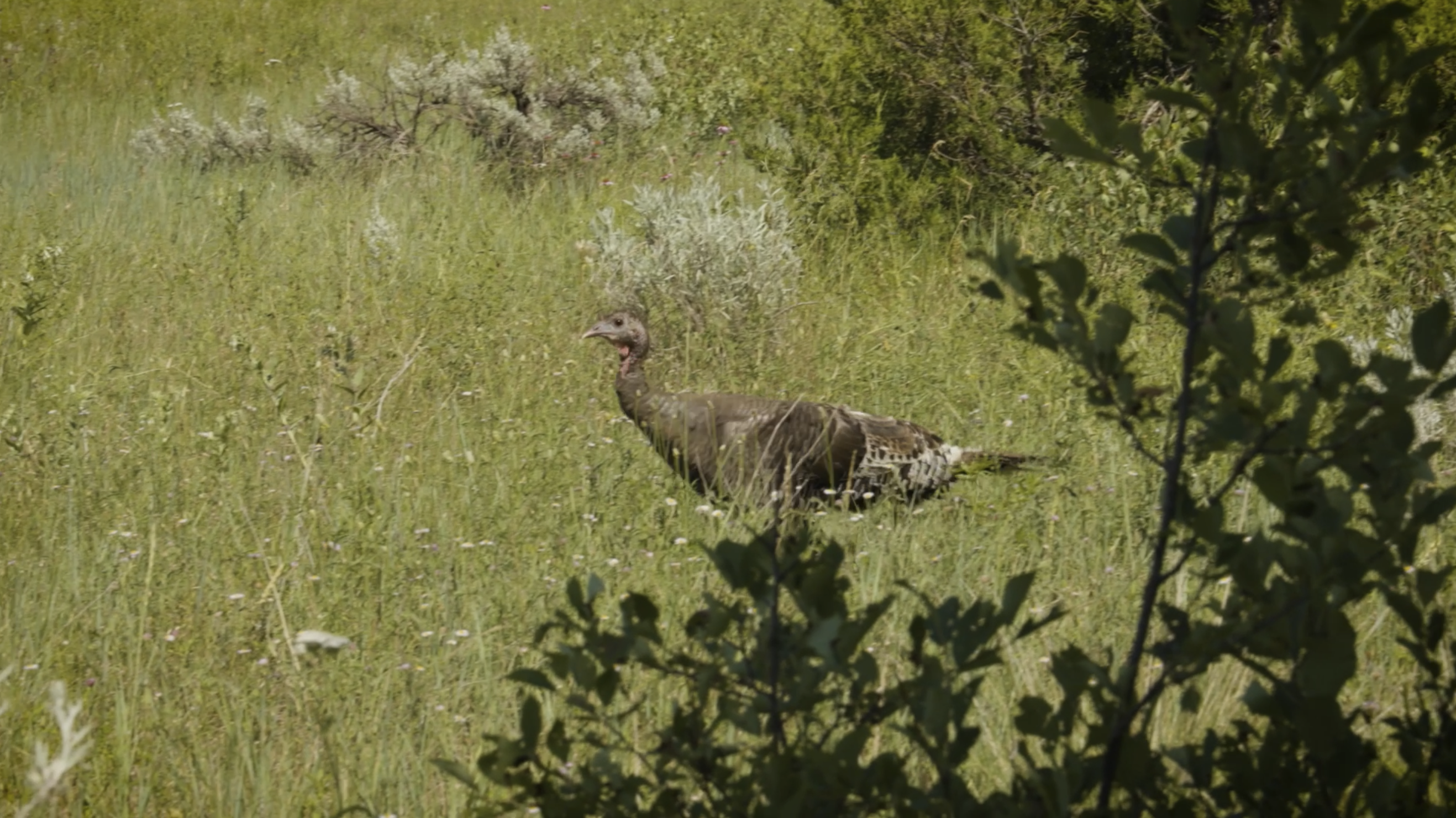Pine Ridge Sanctuary-Premier Montana Hunting Land near Billings