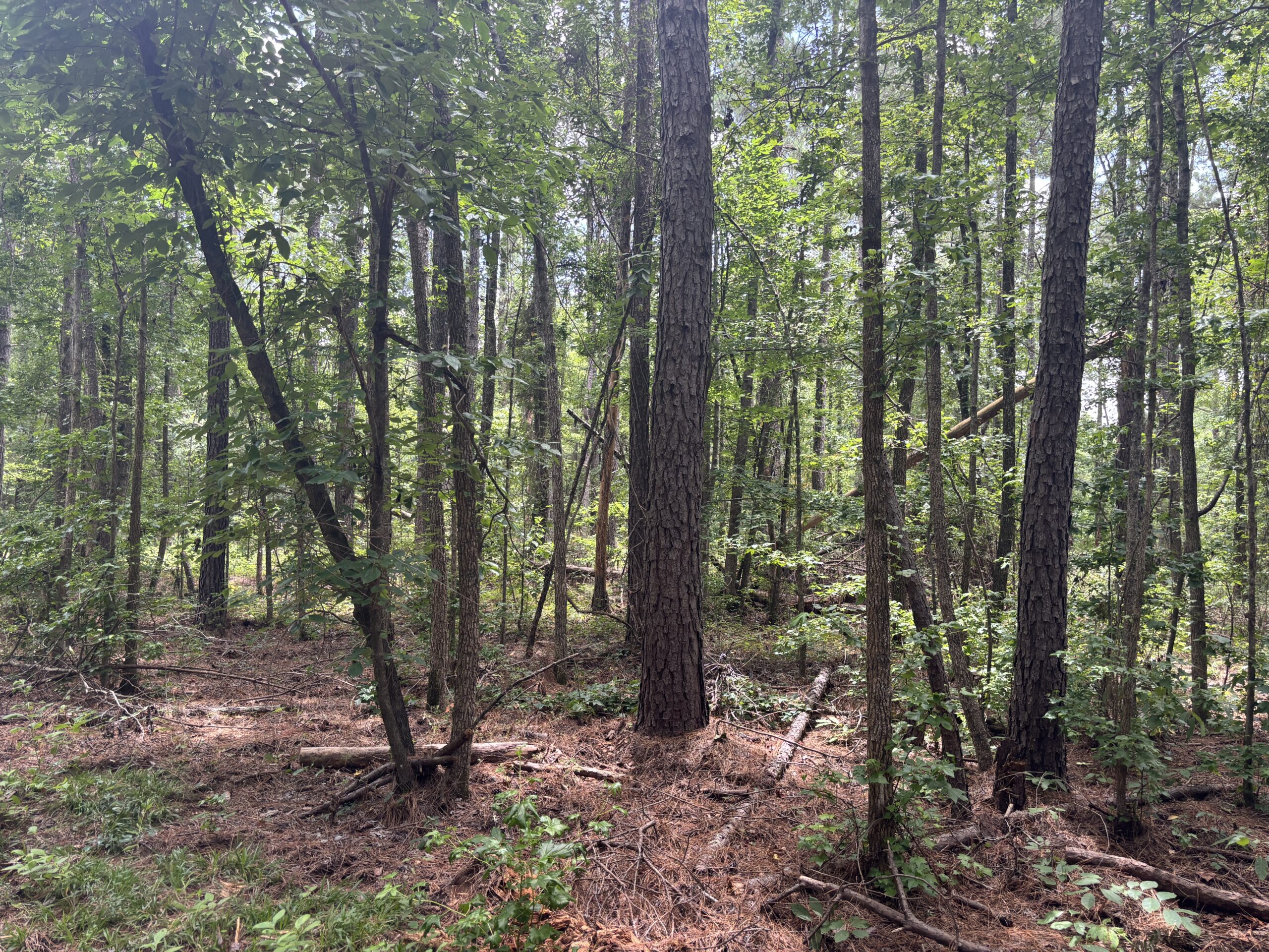 East Texas Land for Sale – ±8.38 Acres for Homesite or Hunting