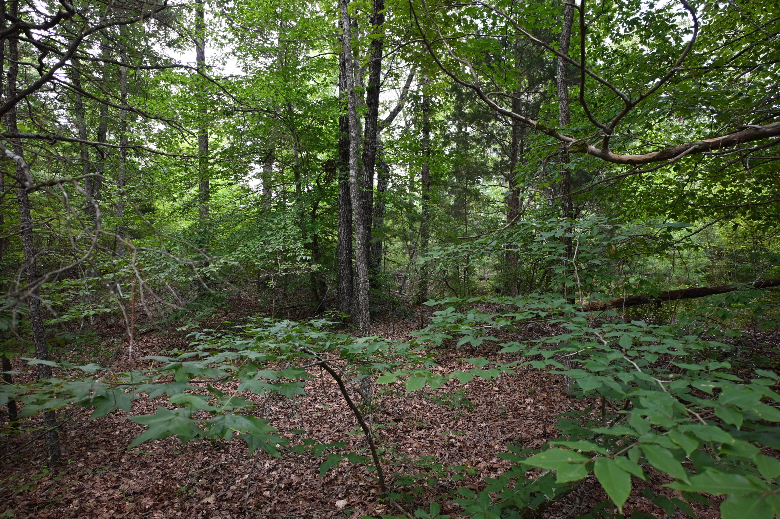 53± Acres for Sale in Decaturville, Tennessee