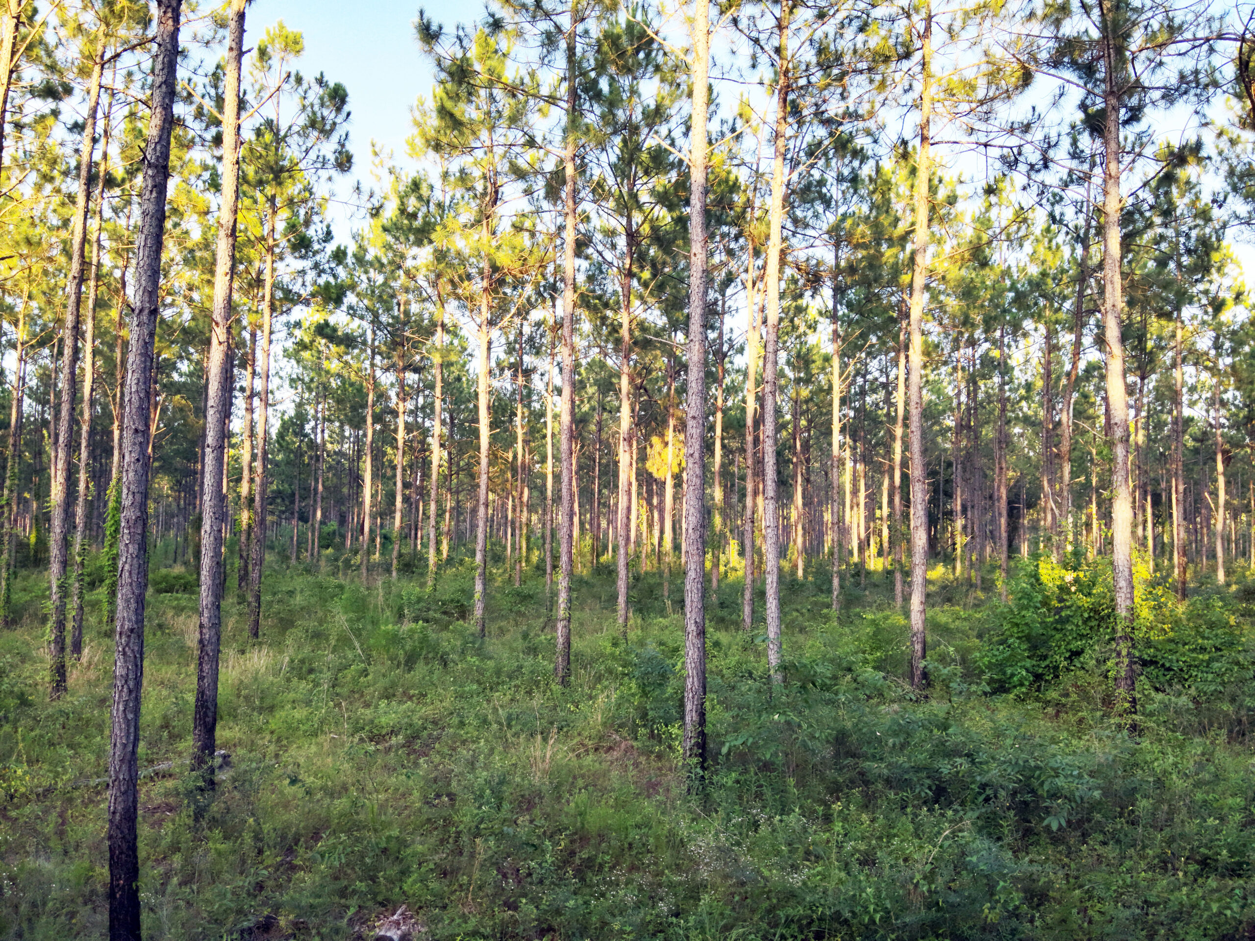 Recreational and hunting paradise located just outside Vada, GA in Decatur County