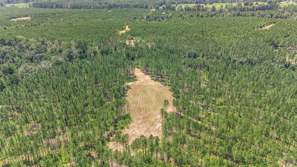 Amite County Hunting Land – The Winding 41