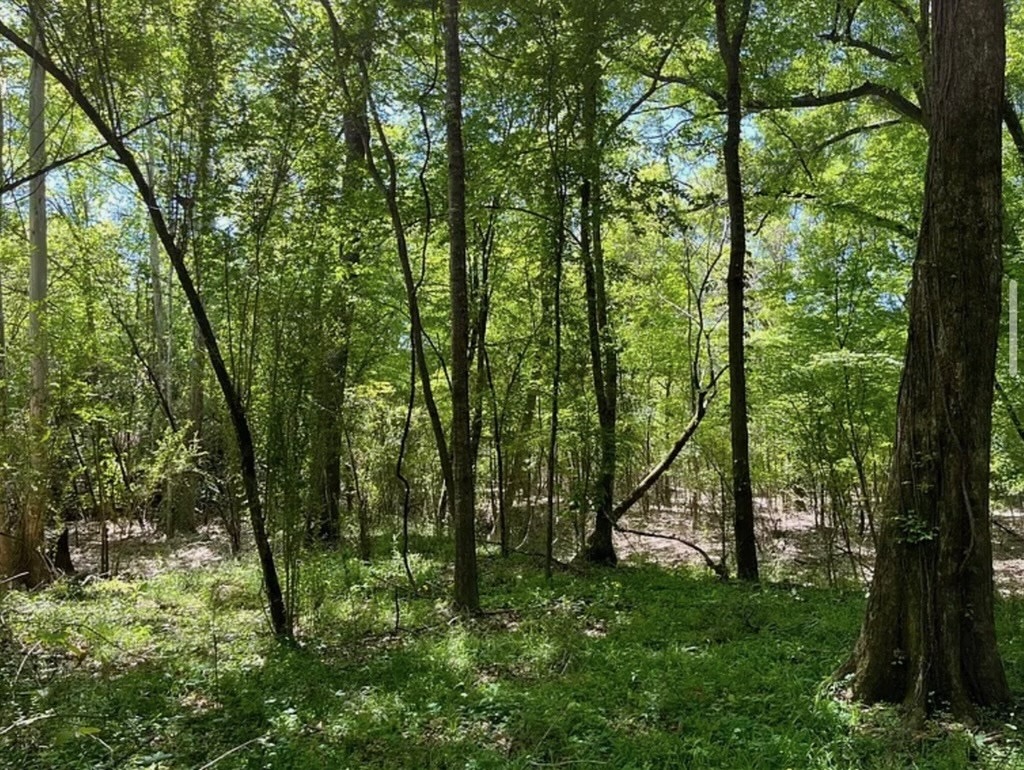 Hunting Land for Sale Near Gloster, Mississippi
