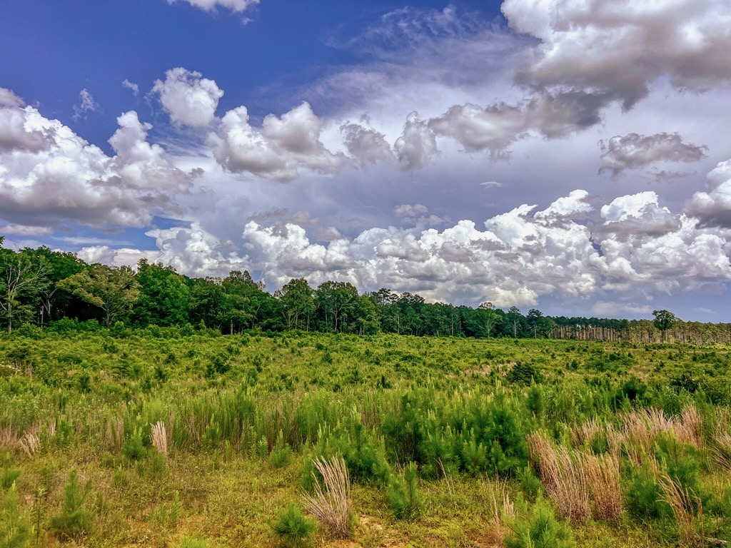 Land for Sale in Amite County, MS