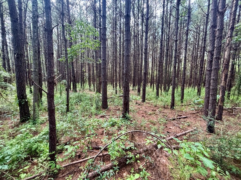Land for Sale in St. Helena Parish, Louisiana