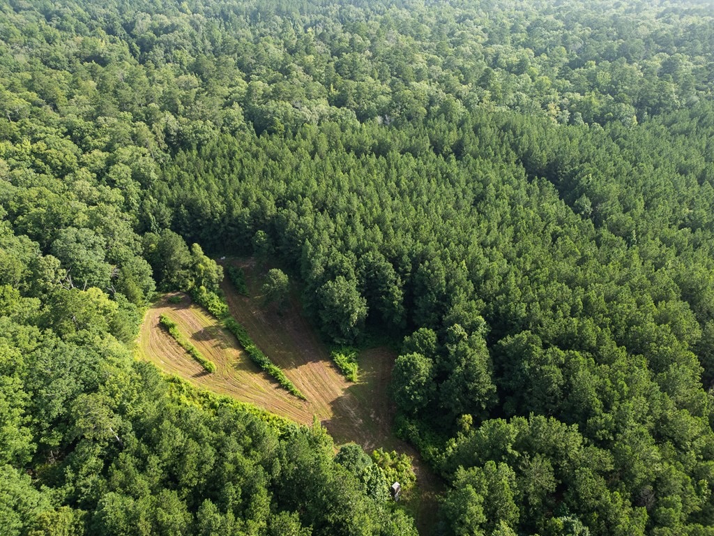 Hunting Land in Woodville, MS – 125 Acres for Sale