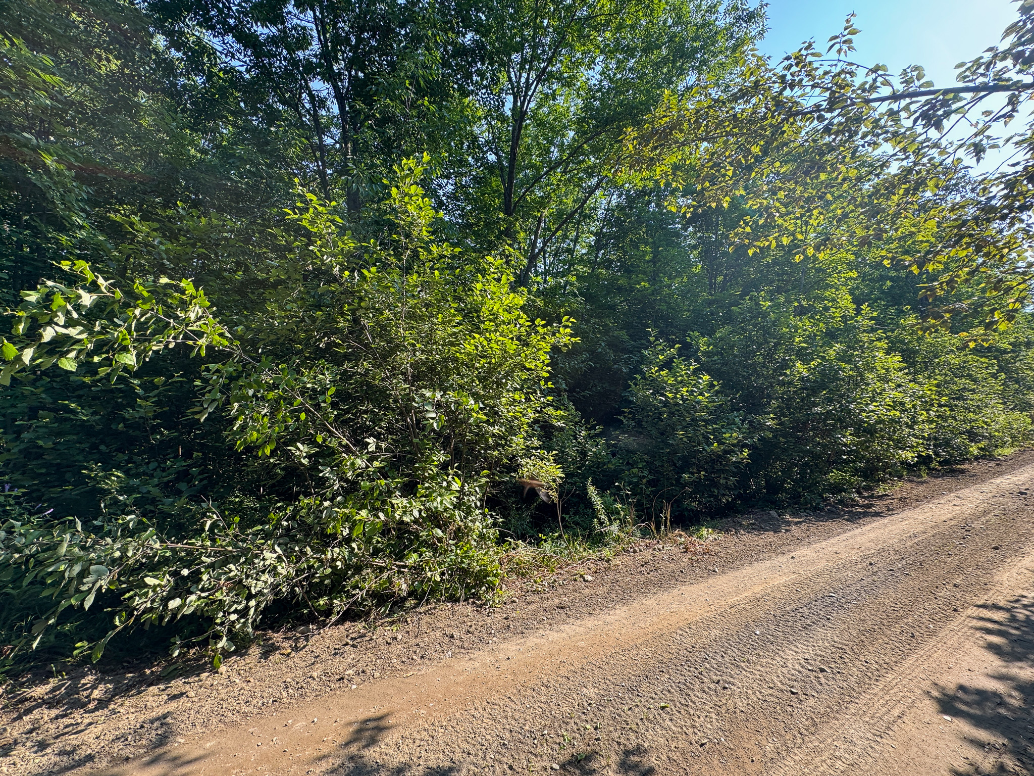 80± Acres of Off-Grid Mountain Land in Mount Chase, Maine