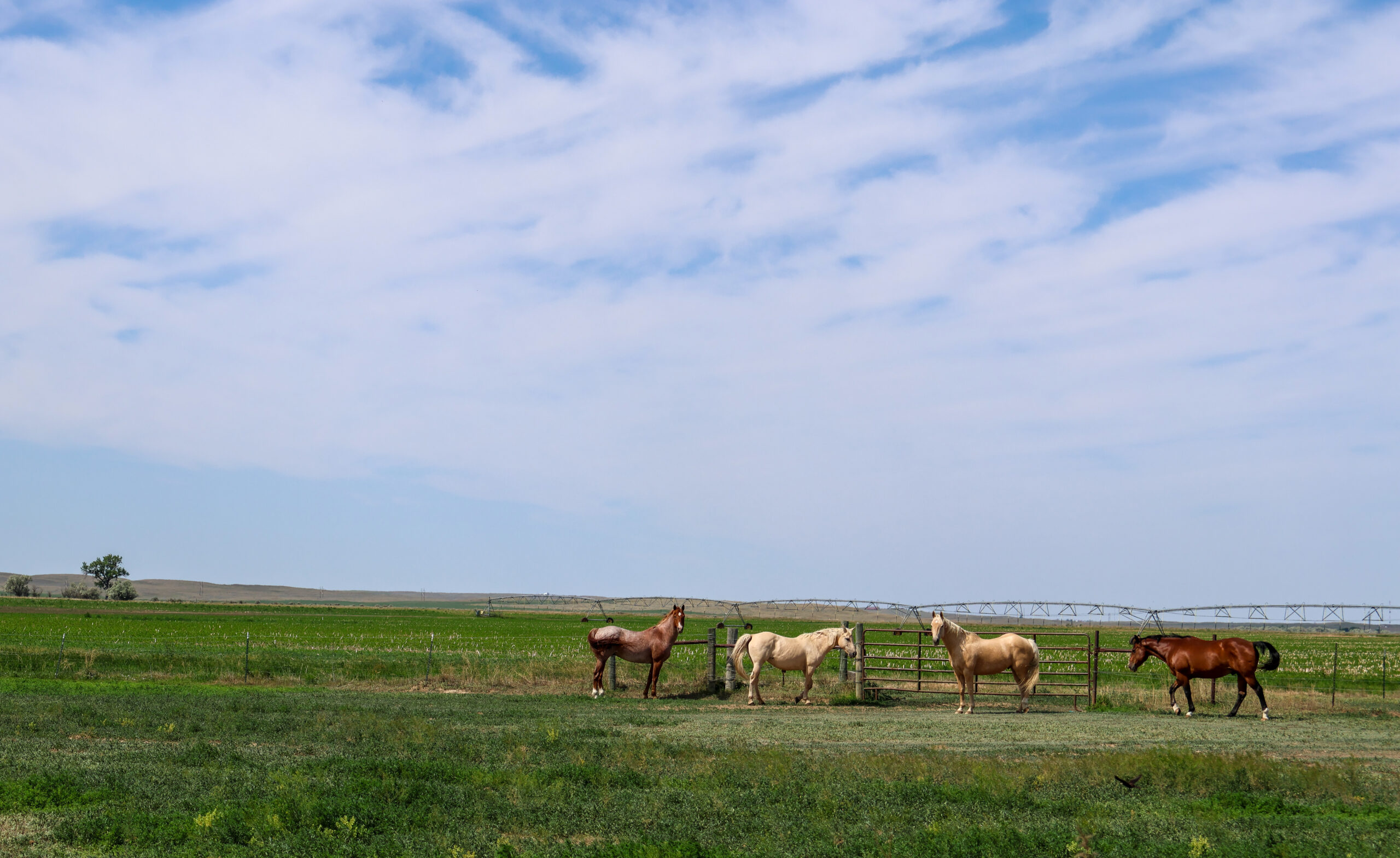 East Malta Irrigated Farm & Ranch – The Hould Property