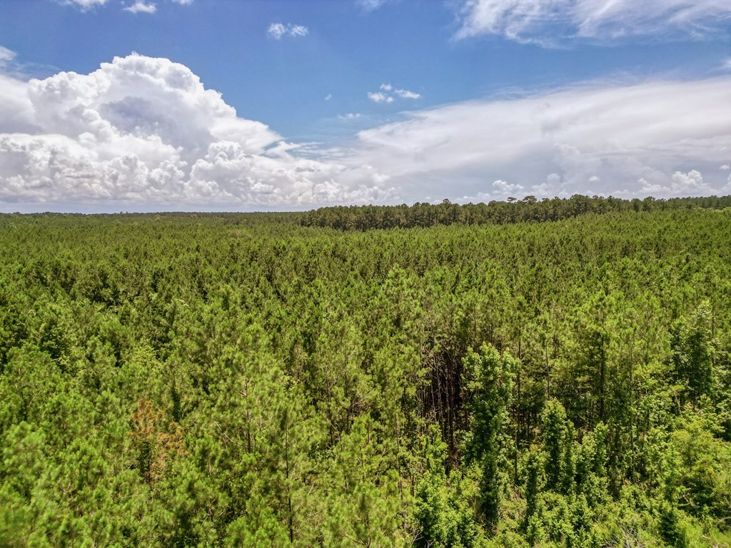 Land for Sale in Amite County, MS