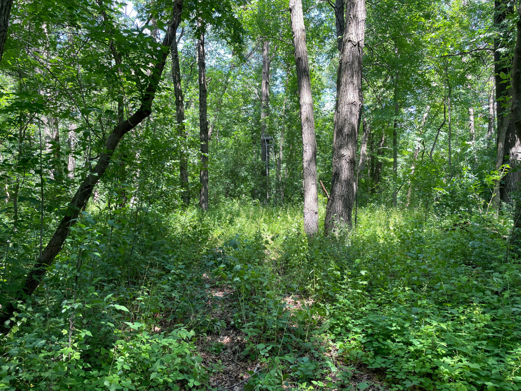 71.8-Acre Heavily Wooded Hunting Parcel with 4,500 Ft of St. Francis River Frontage
