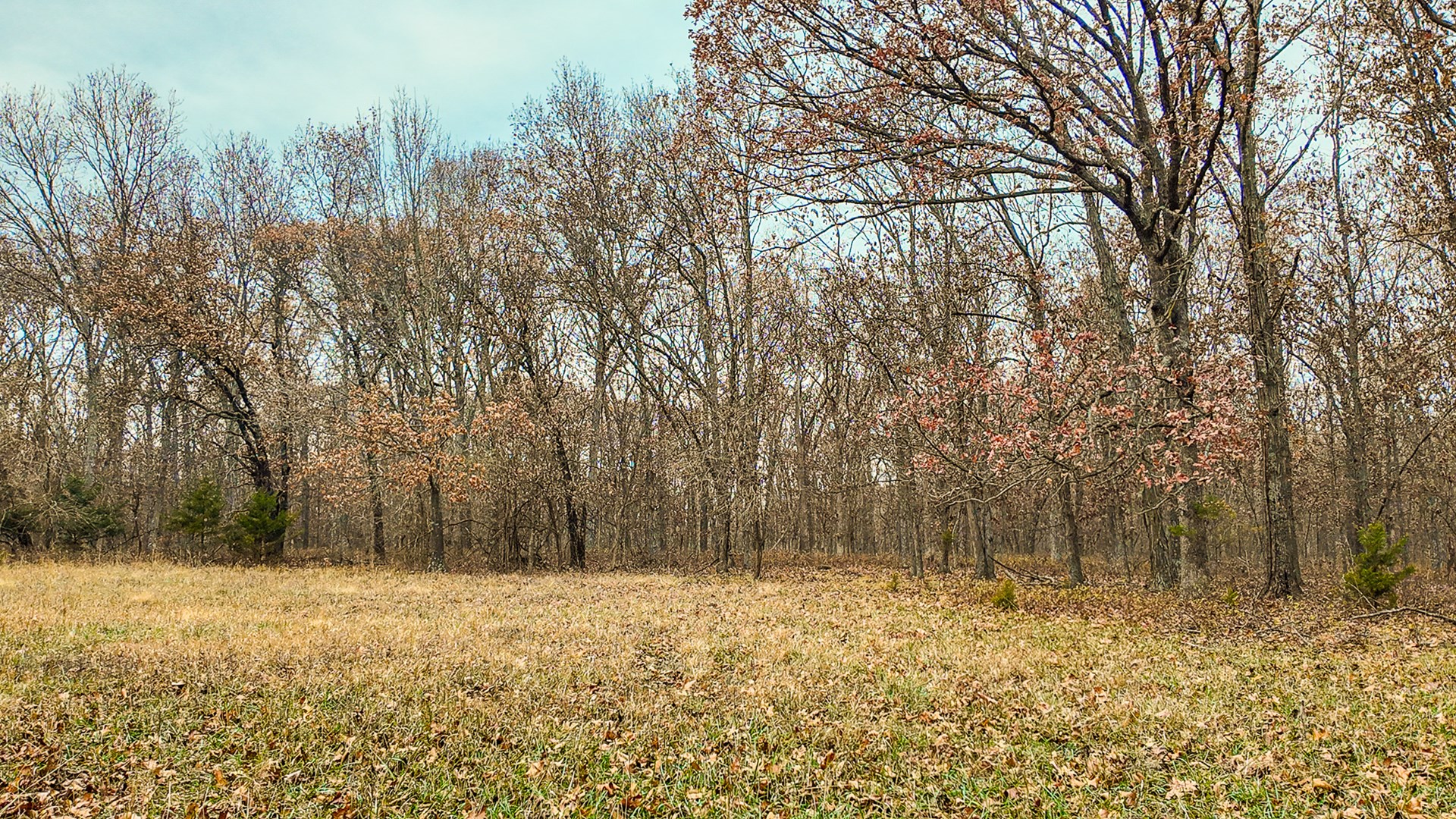 293 +/- acre hunting property for sale Lowry City MO