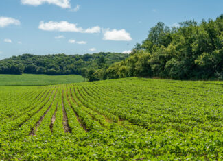 115 +/- Acre Farm Offered in 2 Lots Online Only Auction