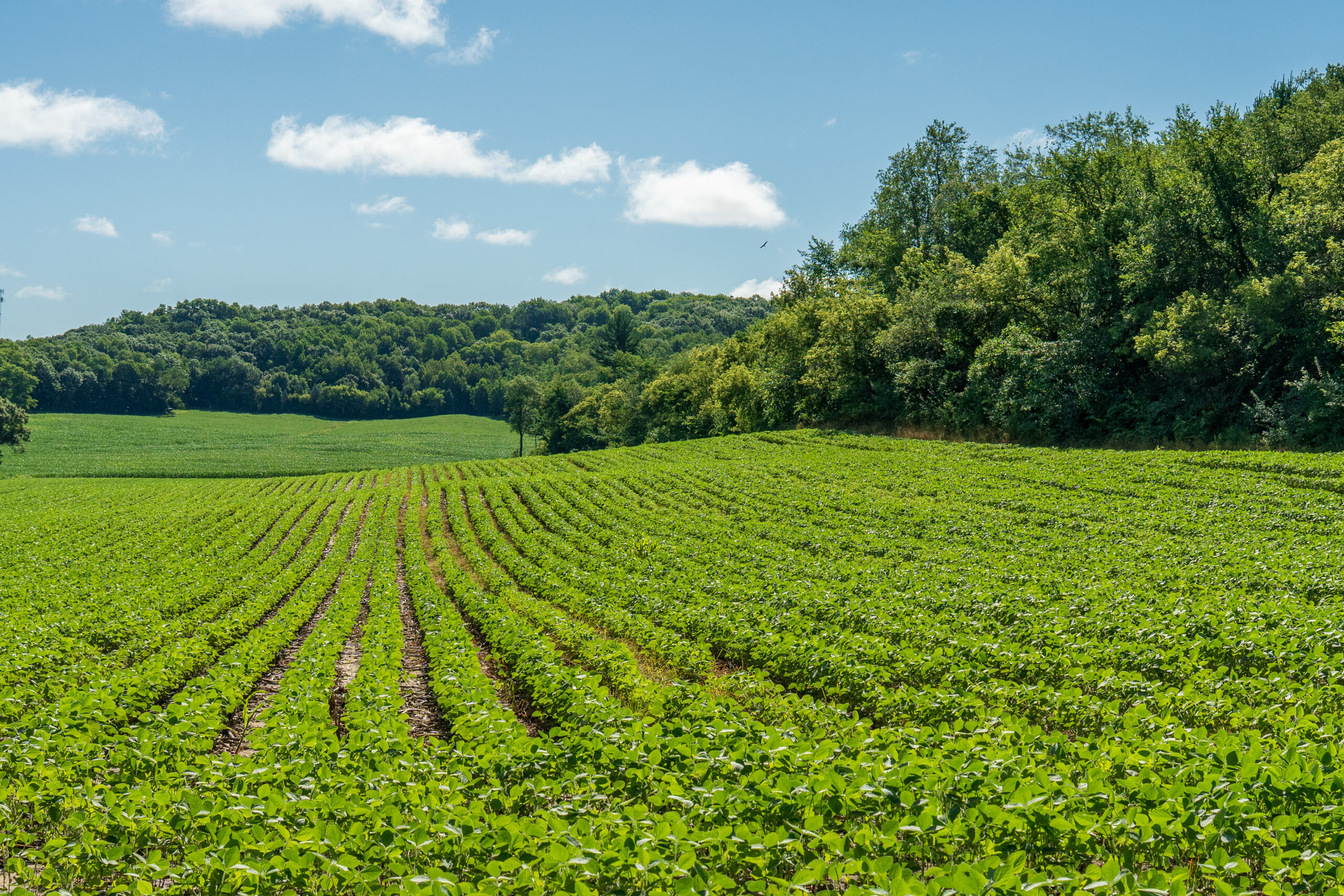 115 +/- Acre Farm Offered in 2 Lots Online Only Auction