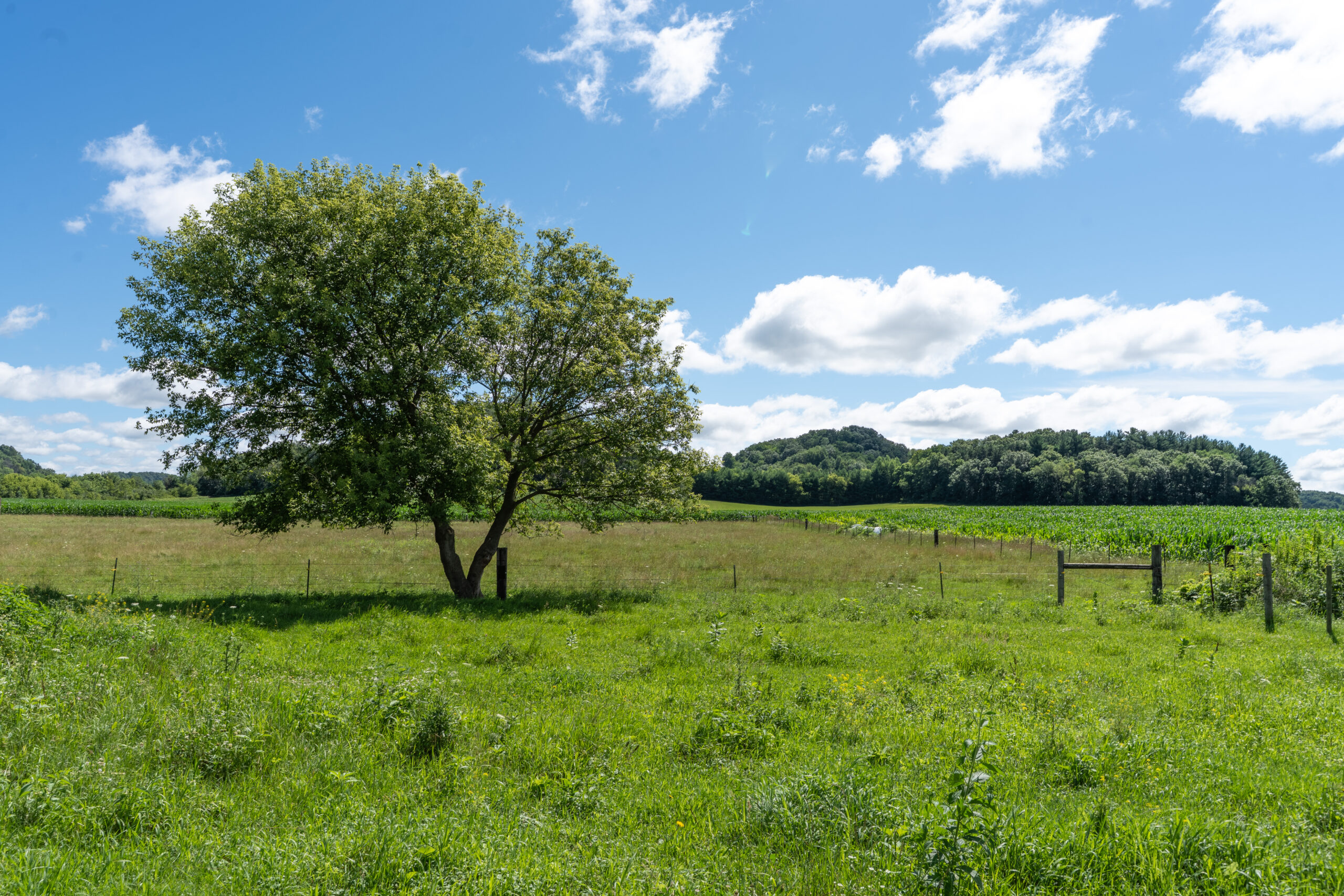 115 +/- Acre Farm Offered in 2 Lots Online Only Auction