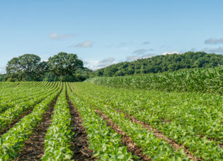 115 +/- Acre Farm Offered in 2 Lots Online Only Auction