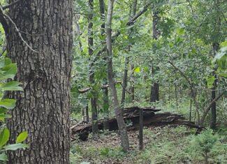 Vacant Hunting Land For Sale in Laclede County, Falcon, Missouri