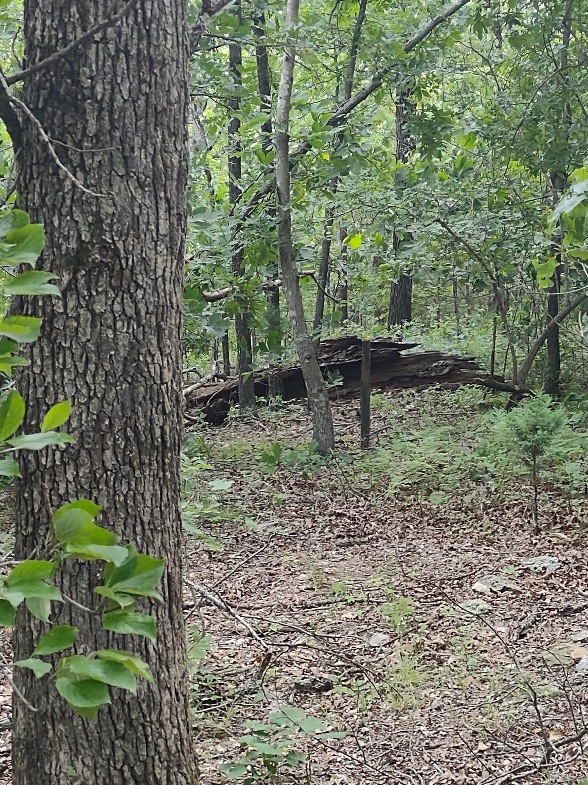 Vacant Hunting Land For Sale in Laclede County, Falcon, Missouri