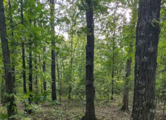 Vacant Hunting Land For Sale in Laclede County, Falcon, Missouri