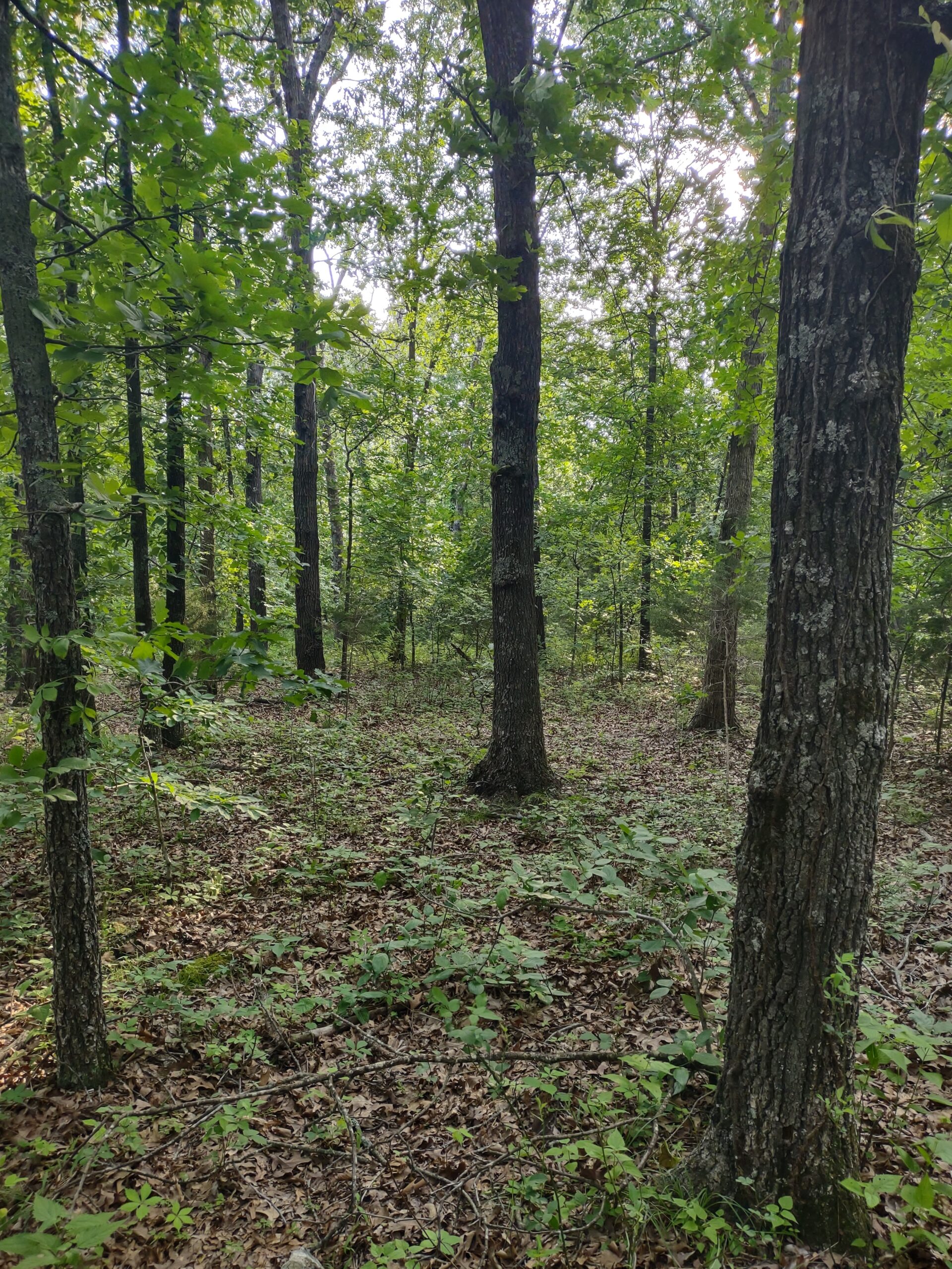 Vacant Hunting Land For Sale in Laclede County, Falcon, Missouri