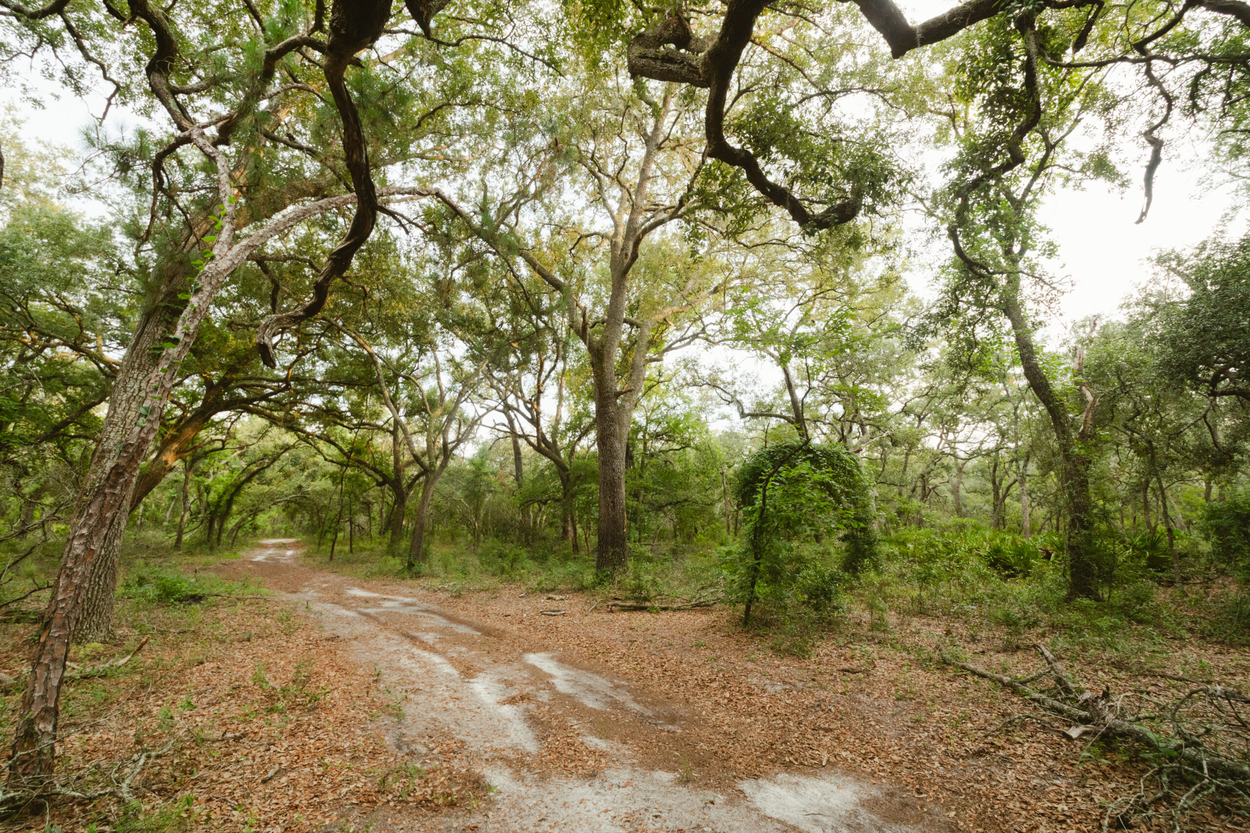 North Florida Recreational and Hunting Acreage