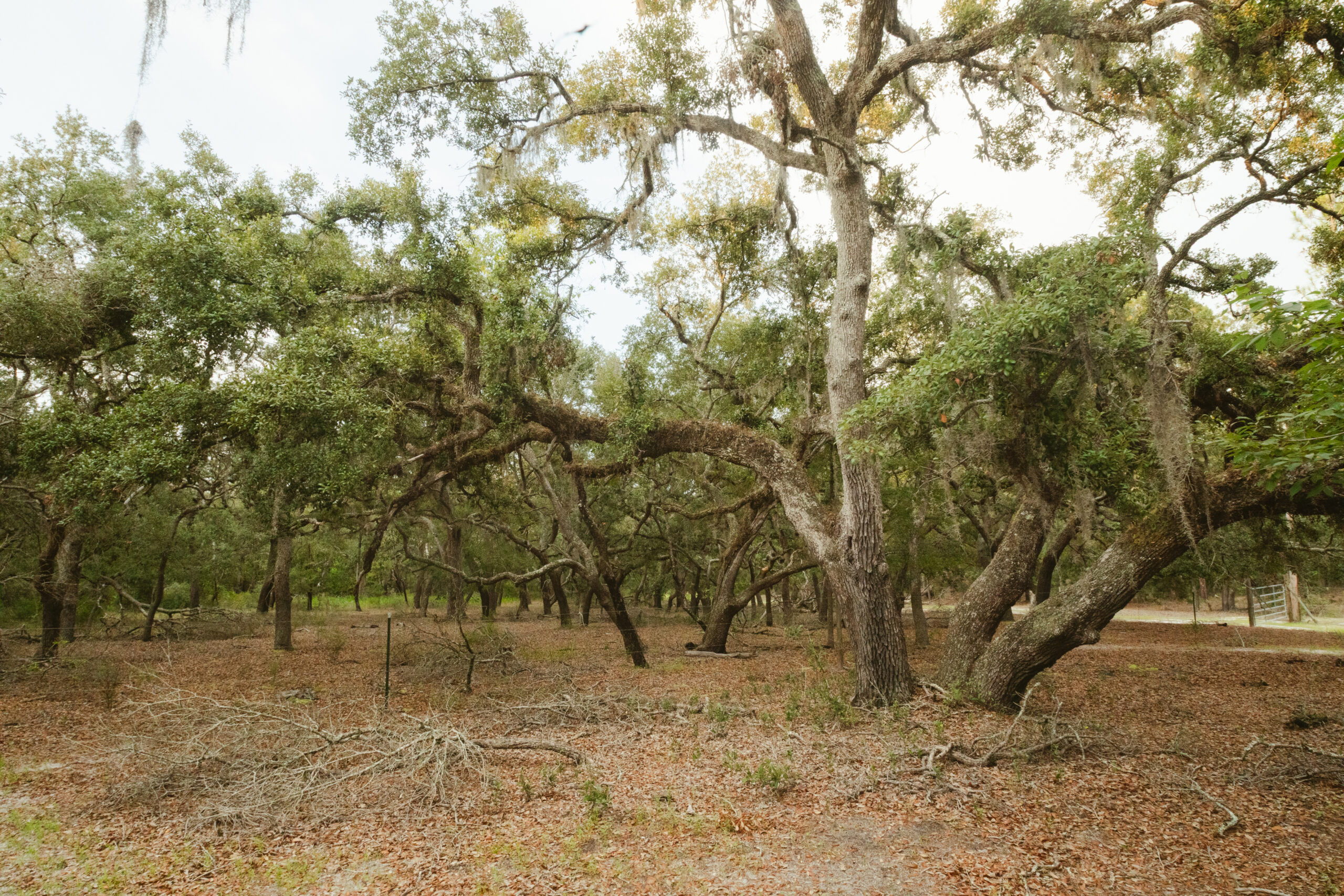North Florida Recreational and Hunting Acreage