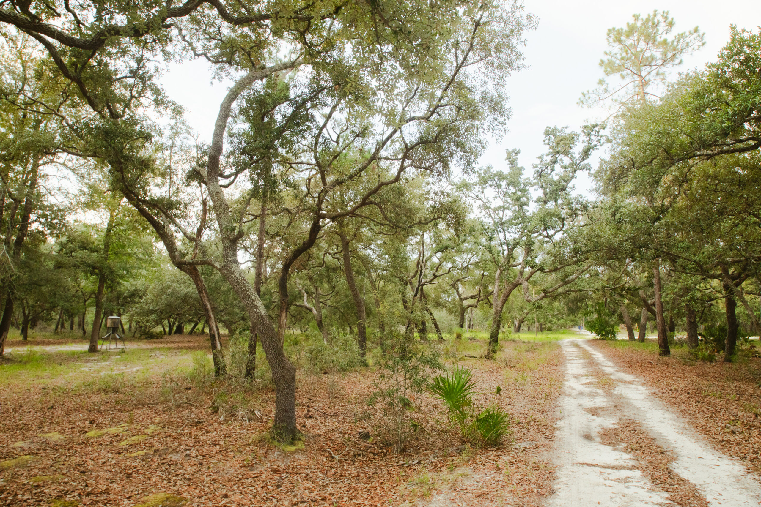 North Florida Recreational and Hunting Acreage