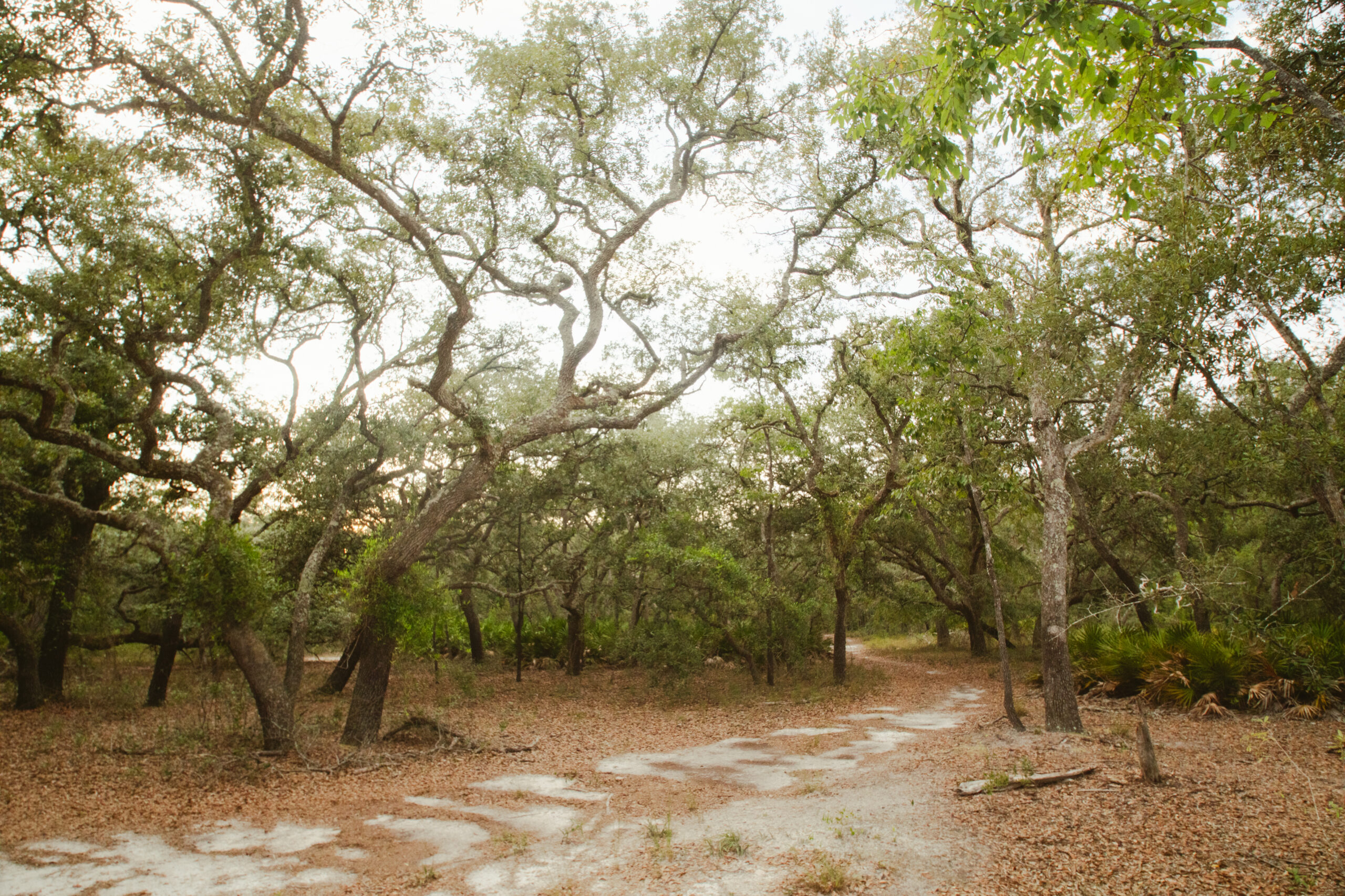 North Florida Recreational and Hunting Acreage