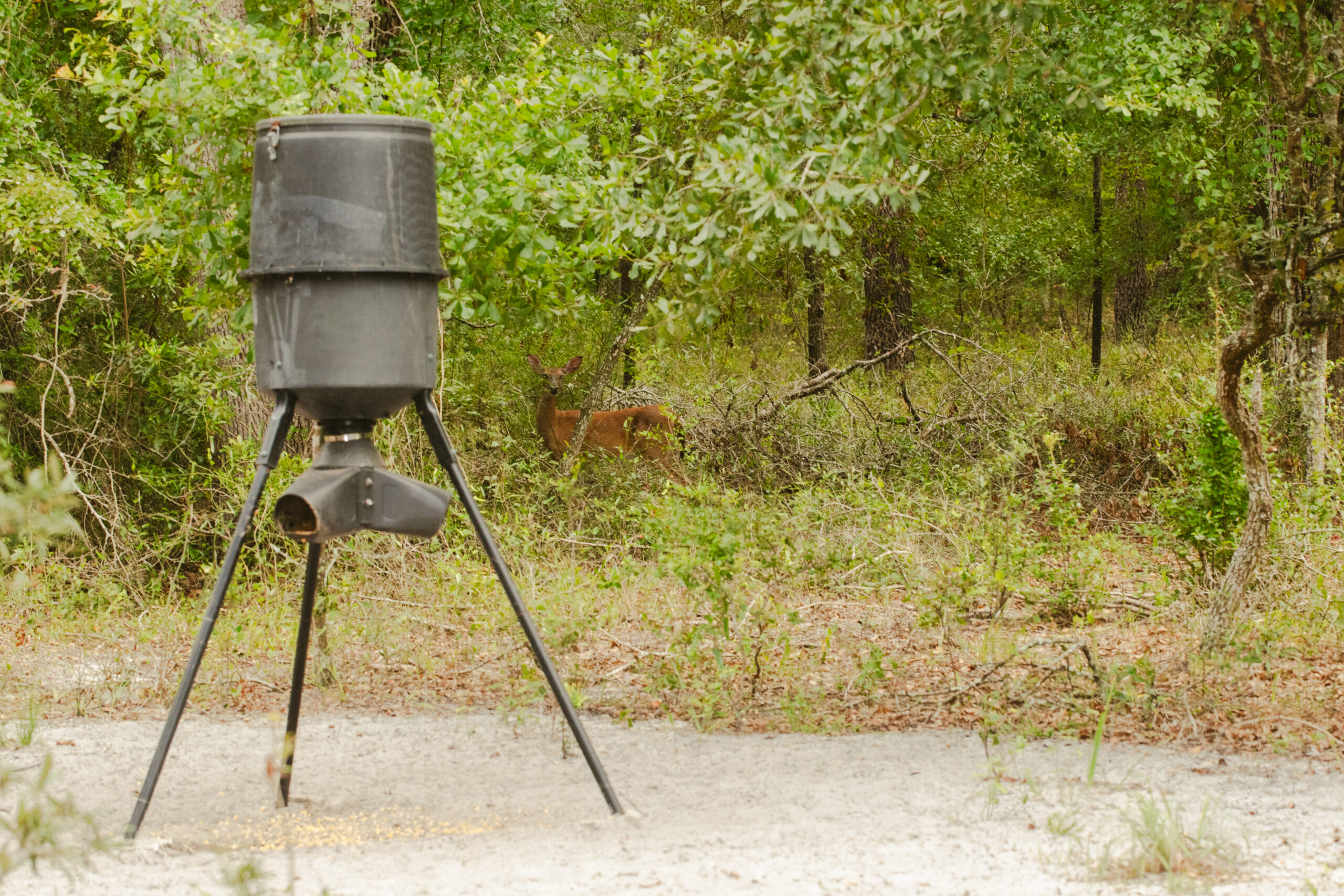 North Florida Recreational and Hunting Acreage