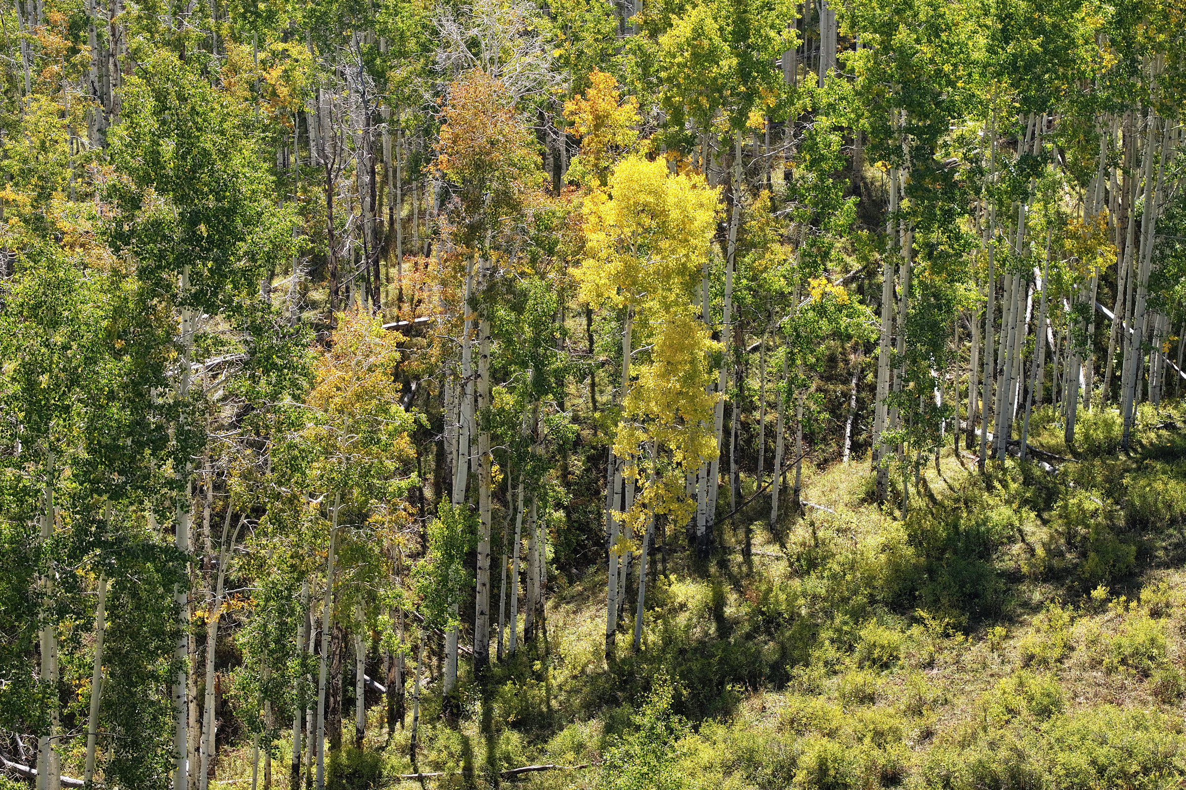 835 Acres in the Uncompaghre National Forest