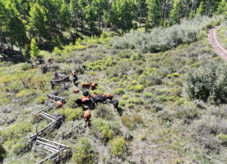 835 Acres in the Uncompaghre National Forest