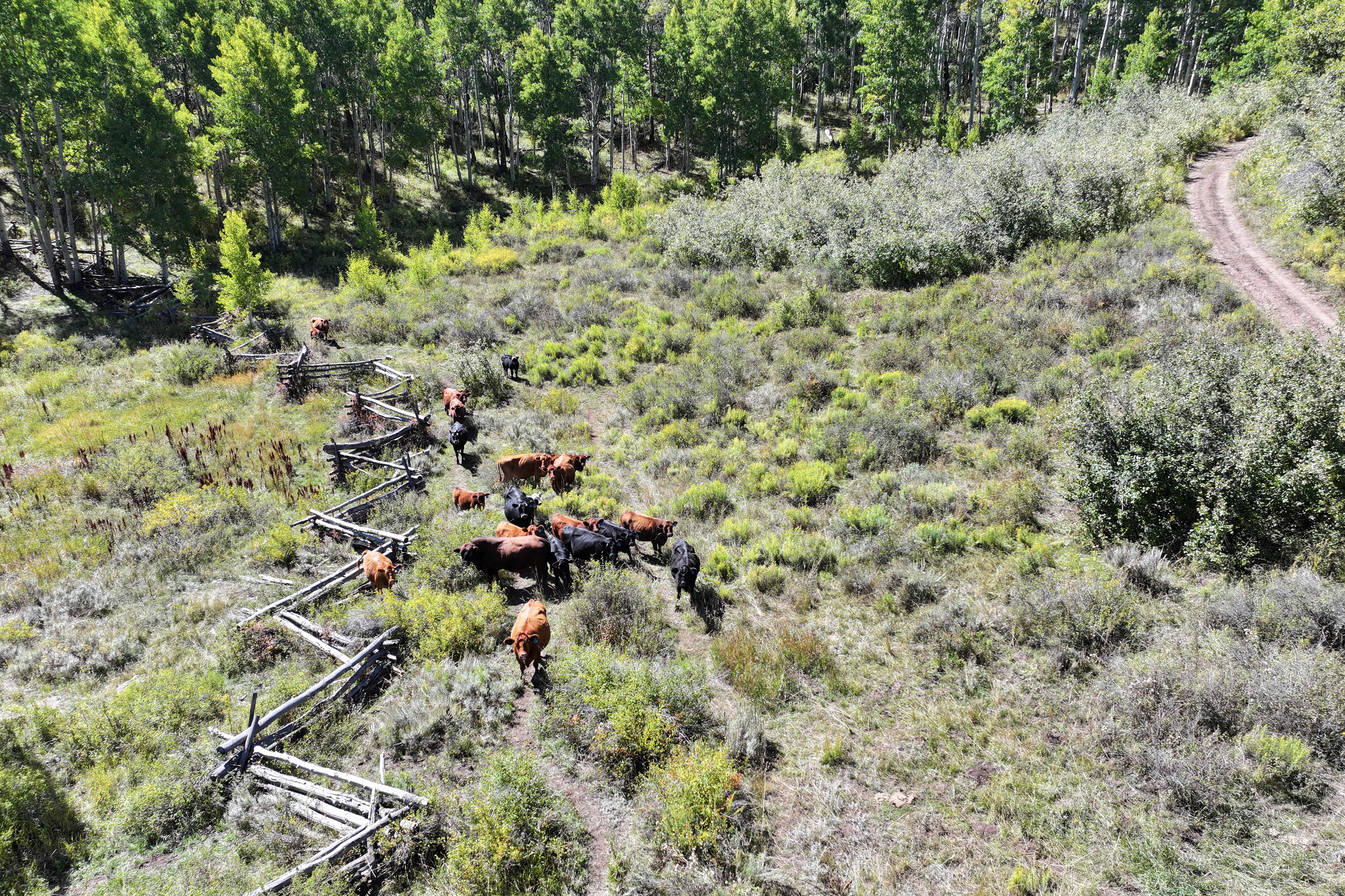 835 Acres in the Uncompaghre National Forest