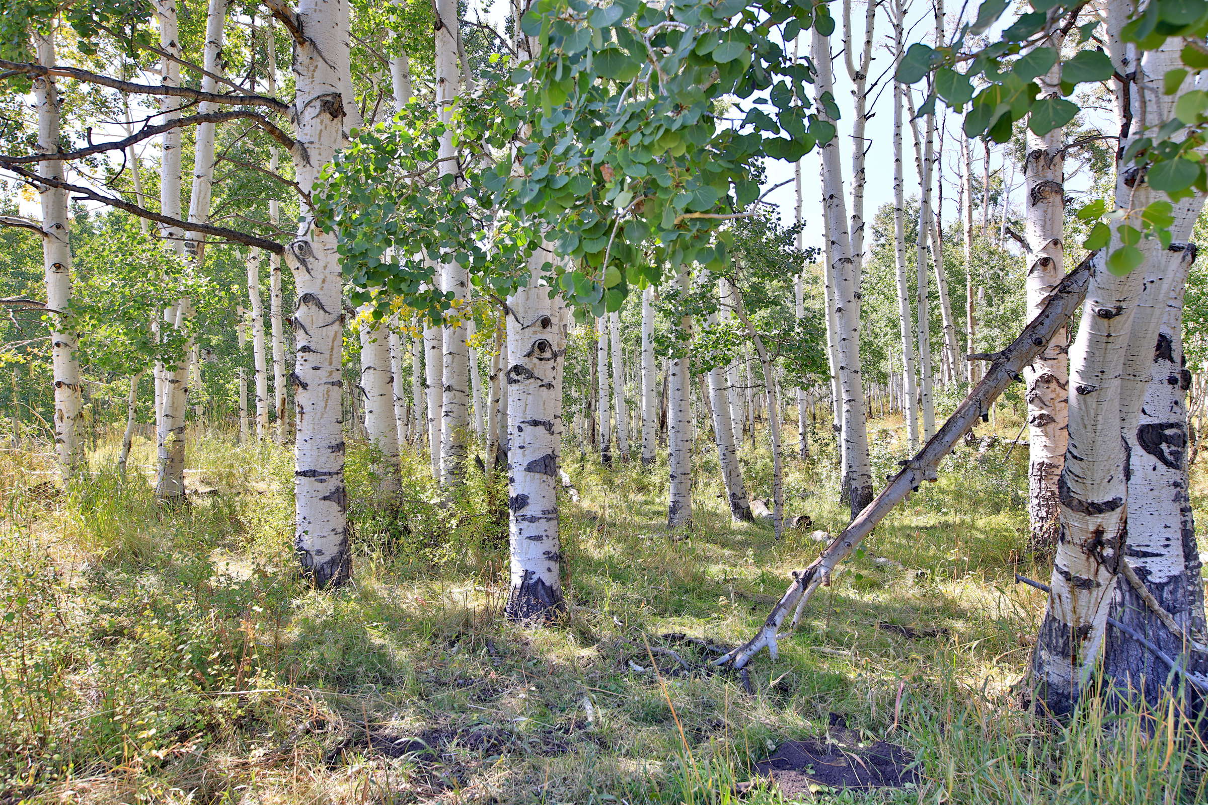 835 Acres in the Uncompaghre National Forest