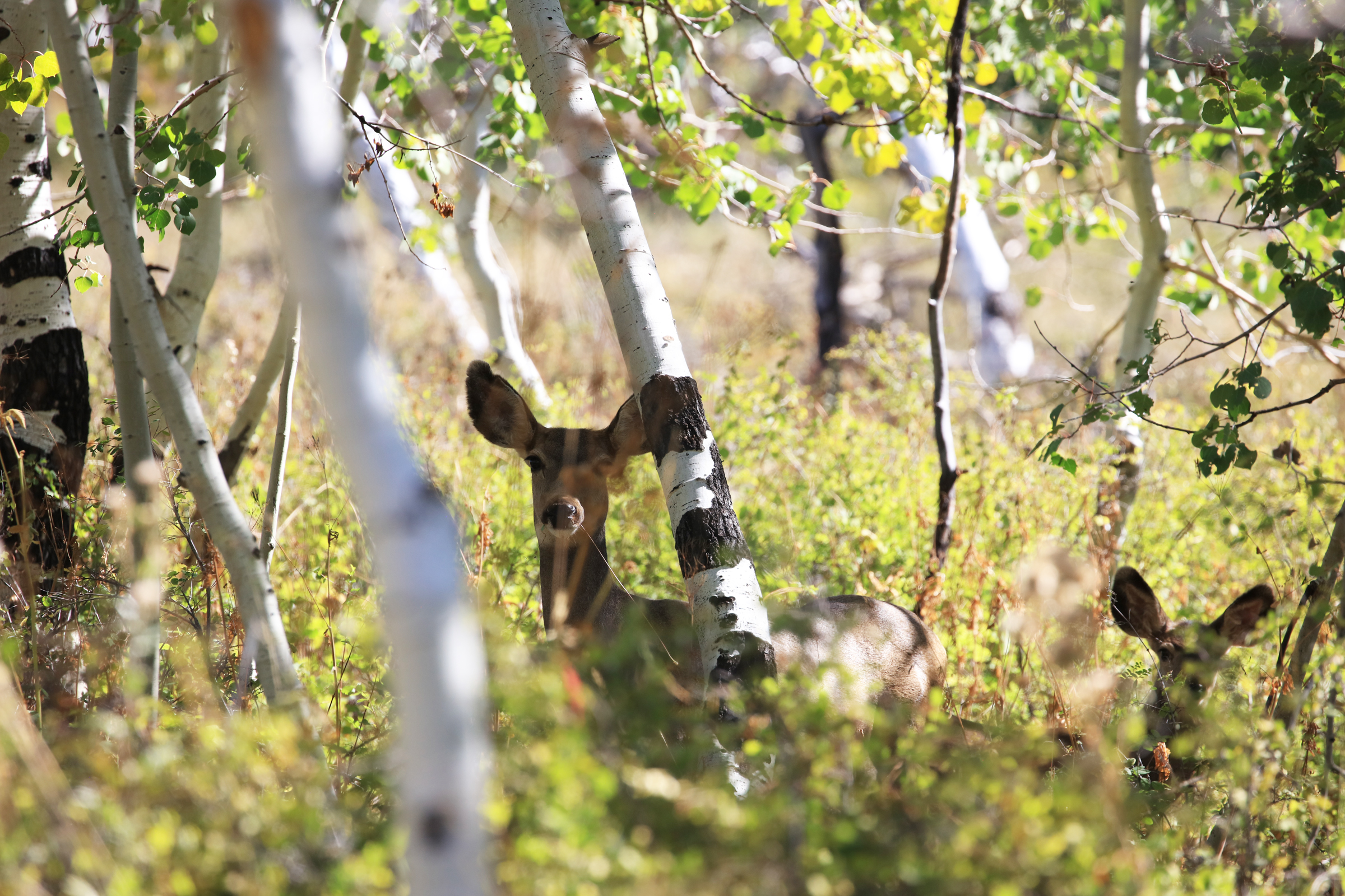 835 Acres in the Uncompaghre National Forest