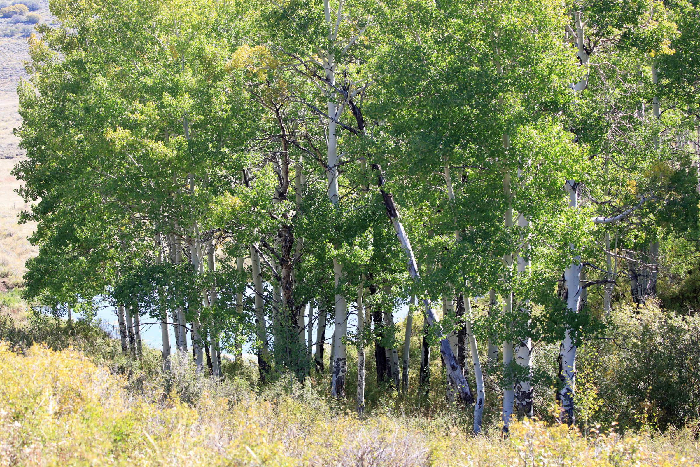835 Acres in the Uncompaghre National Forest