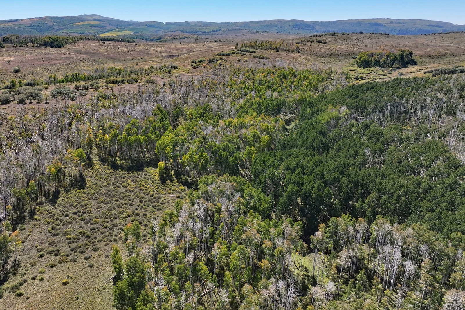 835 Acres in the Uncompaghre National Forest