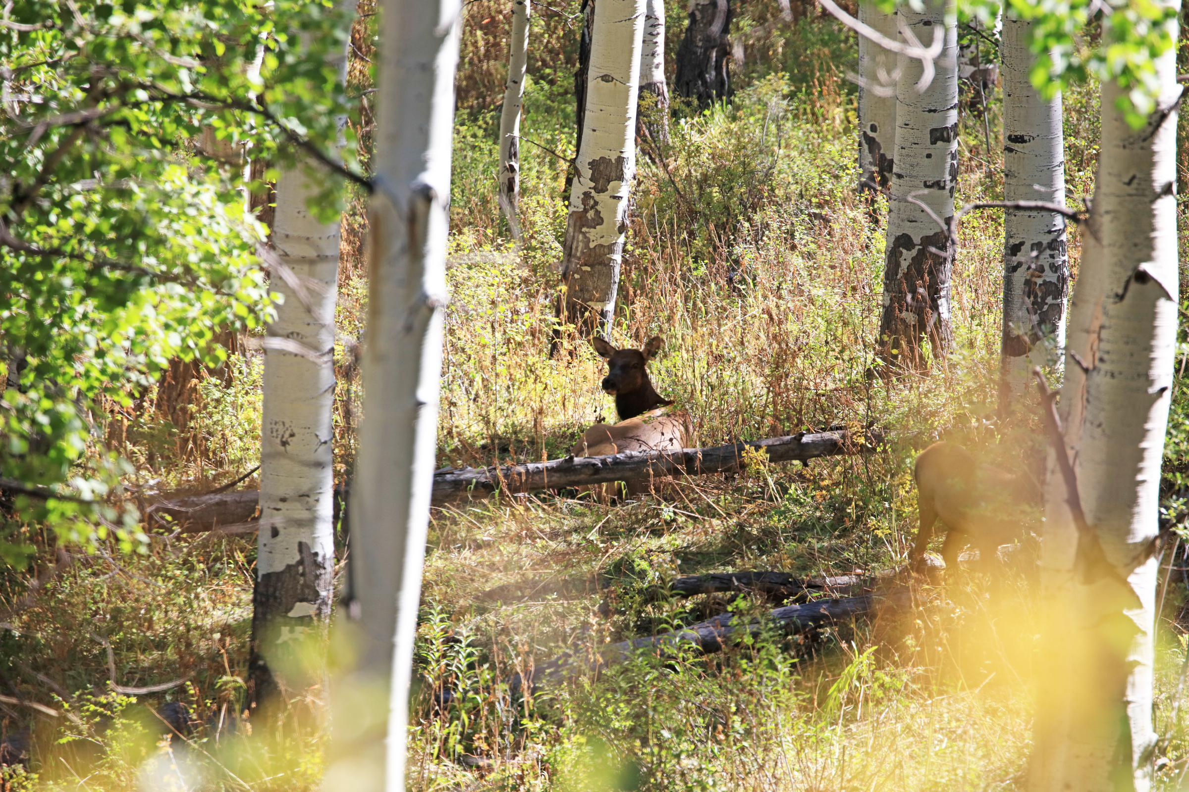 835 Acres in the Uncompaghre National Forest