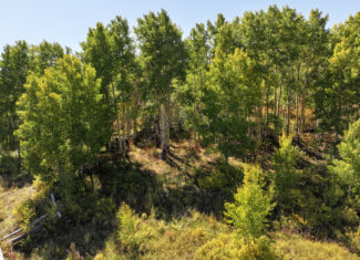 835 Acres in the Uncompaghre National Forest