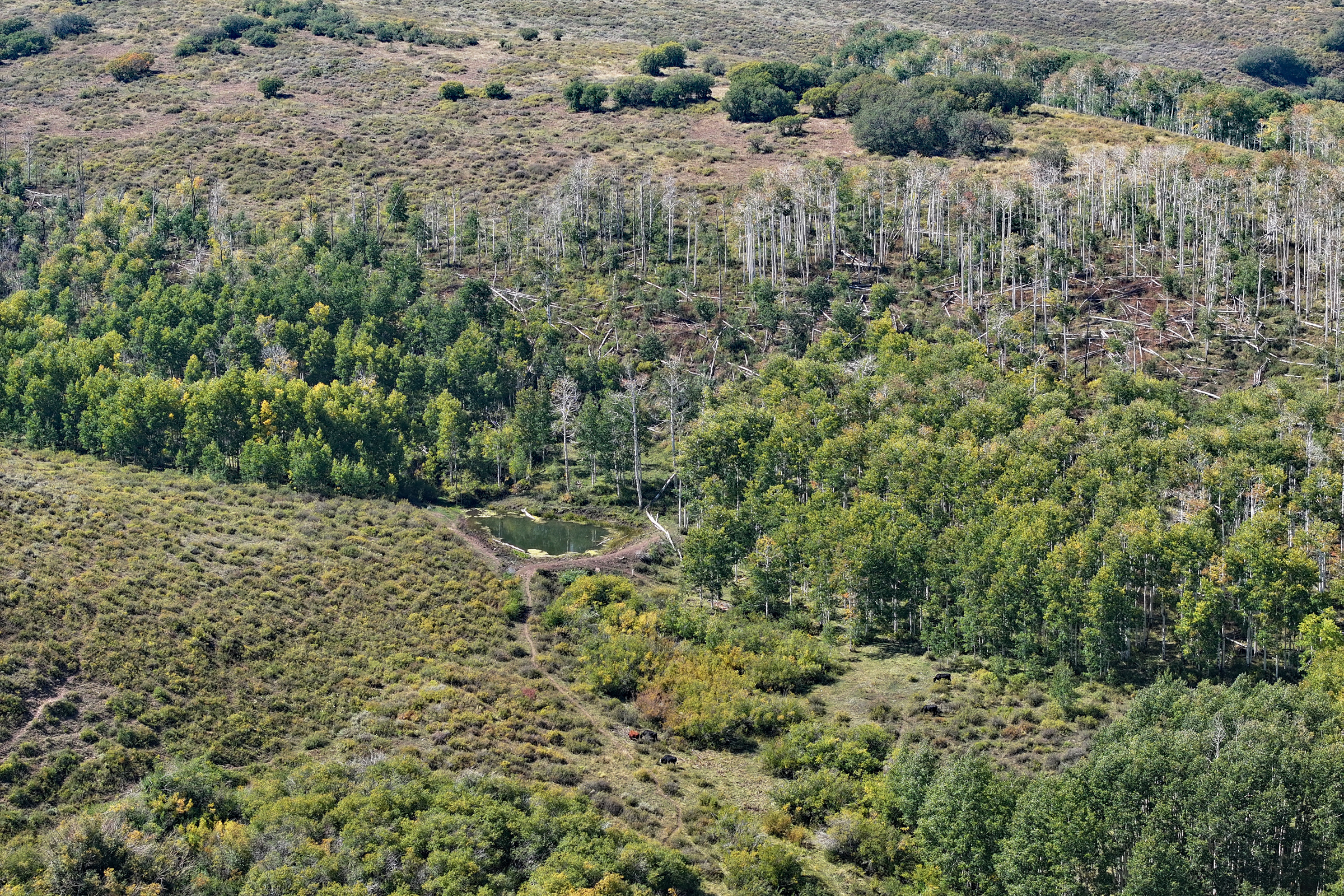 835 Acres in the Uncompaghre National Forest
