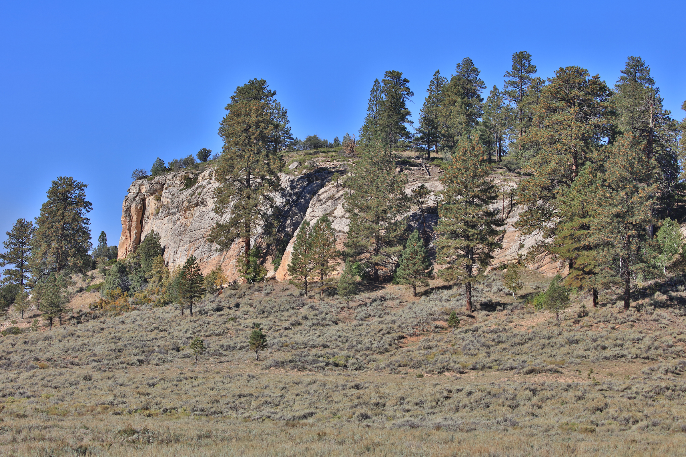 835 Acres in the Uncompaghre National Forest