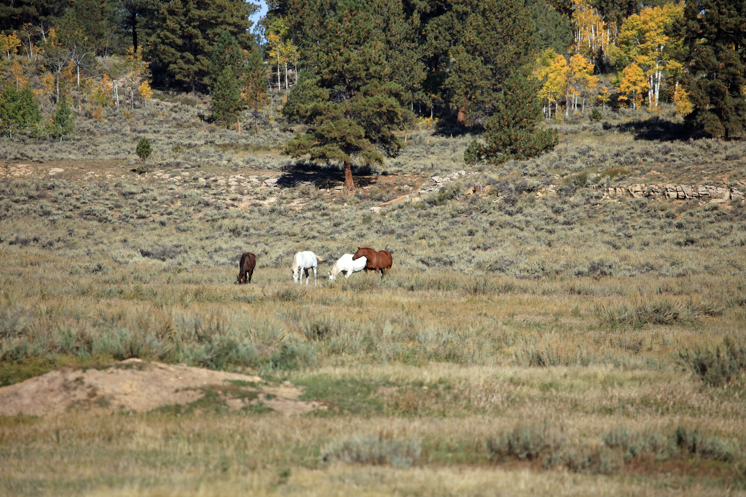 835 Acres in the Uncompaghre National Forest